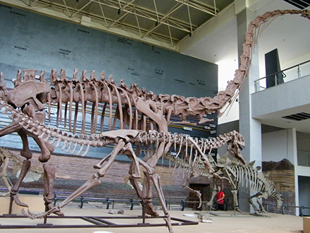 恐龙骨架